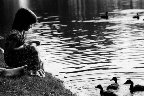 Girl Feeds Ducks 1973 Mariposa Folk Festival